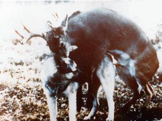 Ein Rehbock paart sich mit einer H&uuml;ndin